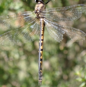 Hemicordulia australiae at Murrumbateman, NSW - 11 Mar 2022