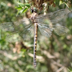 Hemicordulia australiae at Murrumbateman, NSW - 11 Mar 2022 03:36 PM