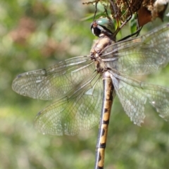 Hemicordulia australiae at Murrumbateman, NSW - 11 Mar 2022