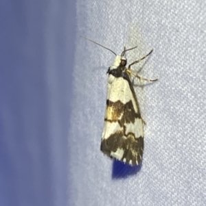 Philenora irregularis at Numeralla, NSW - 11 Mar 2022