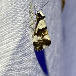 Philenora irregularis at Numeralla, NSW - 11 Mar 2022