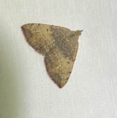 Chrysolarentia mecynata (Mecynata Carpet Moth) at Numeralla, NSW - 11 Mar 2022 by Steve_Bok