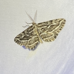 Selidosema leucoplecta (Intricate Bark Moth) at Numeralla, NSW - 11 Mar 2022 by SteveBorkowskis