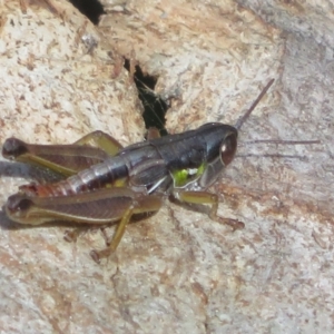 Kosciuscola cognatus at Paddys River, ACT - 11 Mar 2022