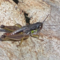 Kosciuscola cognatus (A grasshopper) at Tidbinbilla Nature Reserve - 11 Mar 2022 by Christine