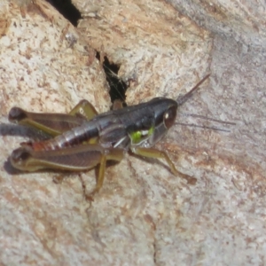 Kosciuscola cognatus at Paddys River, ACT - 11 Mar 2022