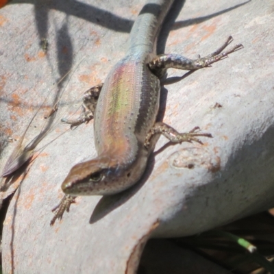 Lampropholis guichenoti (Common Garden Skink) at Tidbinbilla Nature Reserve - 11 Mar 2022 by Christine