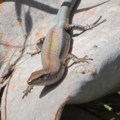 Lampropholis guichenoti (Common Garden Skink) at Paddys River, ACT - 11 Mar 2022 by Christine