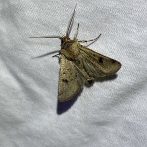 Agrotis porphyricollis at Numeralla, NSW - 11 Mar 2022