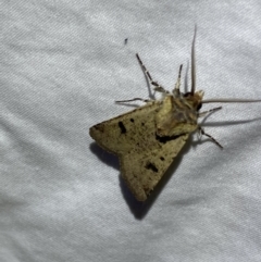 Agrotis porphyricollis at Numeralla, NSW - 11 Mar 2022