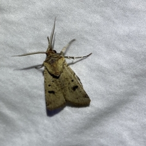 Agrotis porphyricollis at Numeralla, NSW - 11 Mar 2022