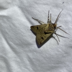 Agrotis porphyricollis at Numeralla, NSW - 11 Mar 2022