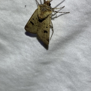 Agrotis porphyricollis at Numeralla, NSW - 11 Mar 2022