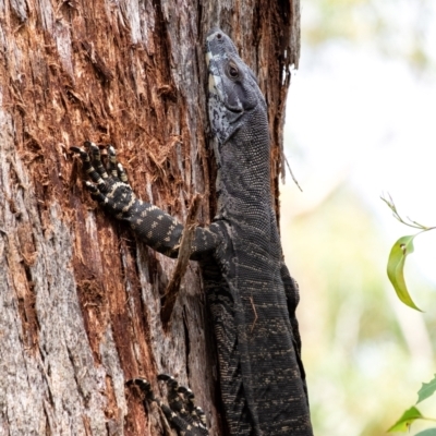 Varanus varius (Lace Monitor) at Wingecarribee Local Government Area - 12 Mar 2022 by Aussiegall