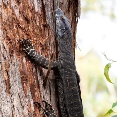 Varanus varius (Lace Monitor) at Penrose, NSW - 12 Mar 2022 by Aussiegall