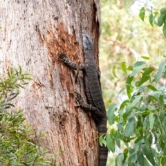 Varanus varius at Penrose, NSW - 12 Mar 2022