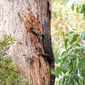 Varanus varius at Penrose, NSW - suppressed