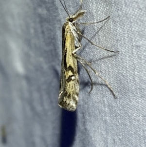 Hednota pedionoma at Numeralla, NSW - suppressed