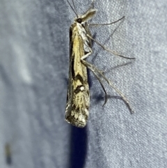 Hednota pedionoma at Numeralla, NSW - suppressed