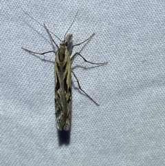 Hednota pedionoma at Numeralla, NSW - suppressed