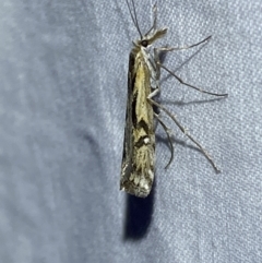 Hednota pedionoma at Numeralla, NSW - suppressed