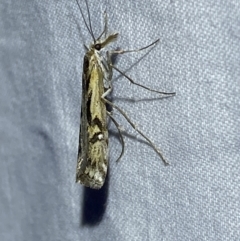 Hednota pedionoma at Numeralla, NSW - suppressed