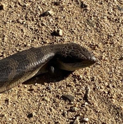 Tiliqua scincoides scincoides (Eastern Blue-tongue) at Numeralla, NSW - 11 Mar 2022 by SteveBorkowskis