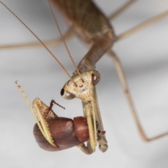 Unidentified Praying mantis (Mantodea) at Melba, ACT - 13 Jan 2022 by kasiaaus