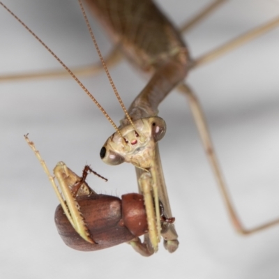 Mantidae (family) adult or nymph at Melba, ACT - 14 Jan 2022 by kasiaaus