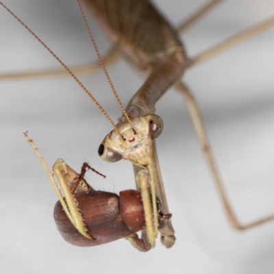 Unidentified Praying mantis (Mantodea) at Melba, ACT - 13 Jan 2022 by kasiaaus