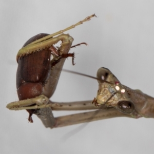 Mantidae (family) adult or nymph at Melba, ACT - 14 Jan 2022