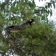 Zanda funerea (Yellow-tailed Black-Cockatoo) at Wingecarribee Local Government Area - 11 Mar 2022 by Aussiegall