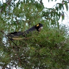 Zanda funerea (Yellow-tailed Black-Cockatoo) at Bundanoon, NSW - 12 Mar 2022 by Aussiegall