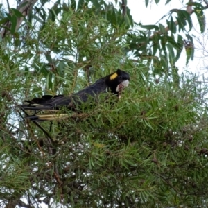 Zanda funerea at Bundanoon, NSW - 12 Mar 2022