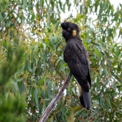 Zanda funerea at Bundanoon, NSW - 12 Mar 2022