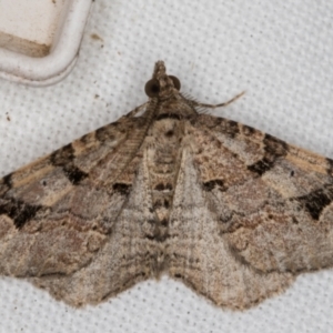 Epyaxa subidaria at Melba, ACT - 14 Jan 2022 12:02 AM