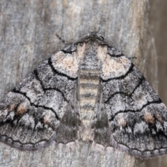 Dysbatus undescribed species (A Line-moth) at Melba, ACT - 14 Jan 2022 by kasiaaus