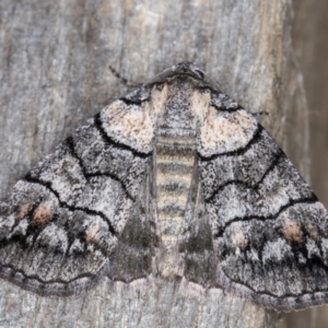 Dysbatus undescribed species at Melba, ACT - 14 Jan 2022 12:03 AM