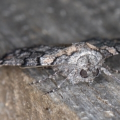 Dysbatus undescribed species at Melba, ACT - 14 Jan 2022 12:03 AM