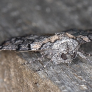 Dysbatus undescribed species at Melba, ACT - 14 Jan 2022 12:03 AM