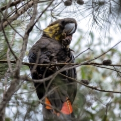 Calyptorhynchus lathami lathami (Glossy Black-Cockatoo) at Wingecarribee Local Government Area - 11 Mar 2022 by Aussiegall