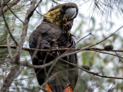 Calyptorhynchus lathami lathami (Glossy Black-Cockatoo) at Bundanoon, NSW - 12 Mar 2022 by Aussiegall