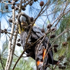 Calyptorhynchus lathami lathami at Bundanoon, NSW - 12 Mar 2022