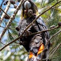 Calyptorhynchus lathami lathami at Bundanoon, NSW - 12 Mar 2022