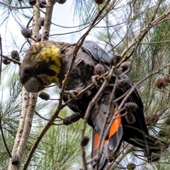 Calyptorhynchus lathami lathami at Bundanoon, NSW - suppressed