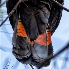 Calyptorhynchus lathami lathami at Bundanoon, NSW - 12 Mar 2022