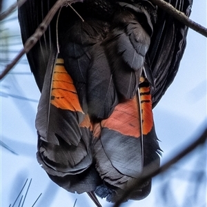 Calyptorhynchus lathami lathami at Bundanoon, NSW - 12 Mar 2022