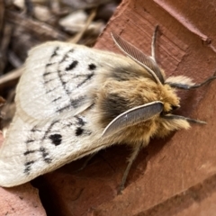 Anthela ocellata at Numeralla, NSW - 12 Mar 2022