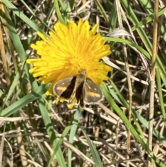 Taractrocera papyria (White-banded Grass-dart) at Numeralla, NSW - 11 Mar 2022 by Steve_Bok