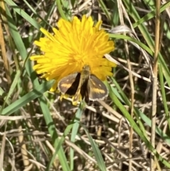 Taractrocera papyria at Numeralla, NSW - suppressed